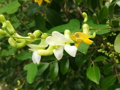 Phaseolus albiflorus