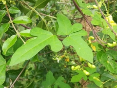 Phaseolus albiflorus