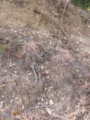 Bouteloua pectinata