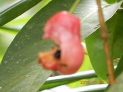 Syzygium samarangense