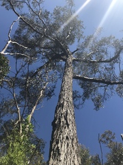 Eucalyptus cornuta