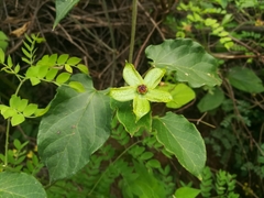 Gonolobus erianthus
