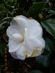 Theaceae
