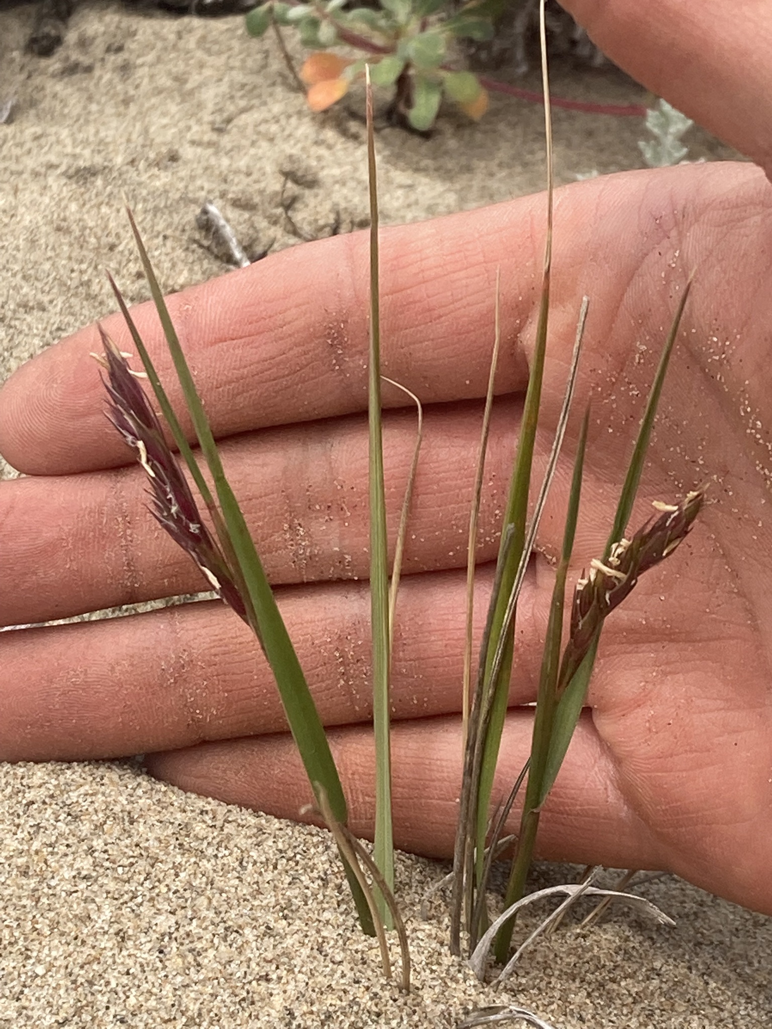 Leymus pacificus