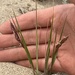 Pacific Wild Rye - Photo (c) Brett Bell, some rights reserved (CC BY-NC), uploaded by Brett Bell