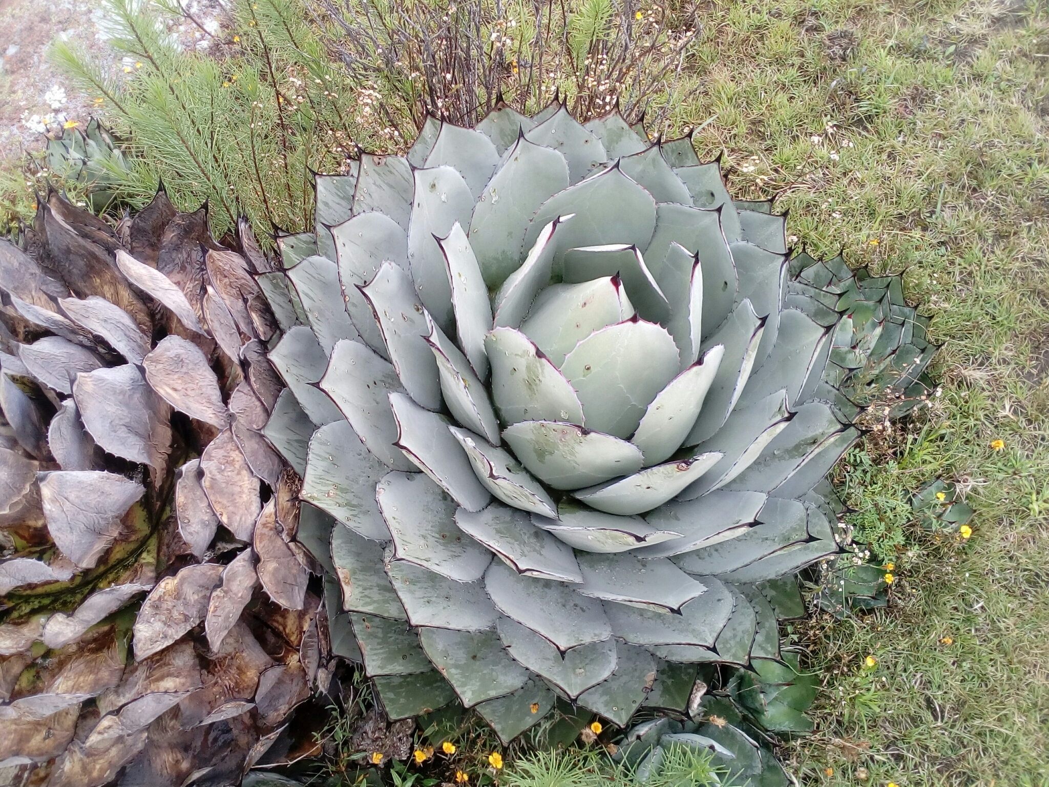Agave parryi ssp. parryi