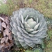 Agave parryi parryi - Photo 由 Pedro Nájera Quezada 所上傳的 (c) Pedro Nájera Quezada，保留部份權利CC BY-NC