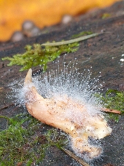 Spinellus fusiger image