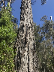 Eucalyptus cornuta