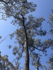Eucalyptus cornuta
