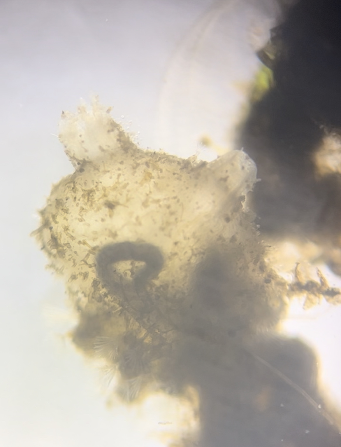 Molgula manhattensis (De Kay, 1843)