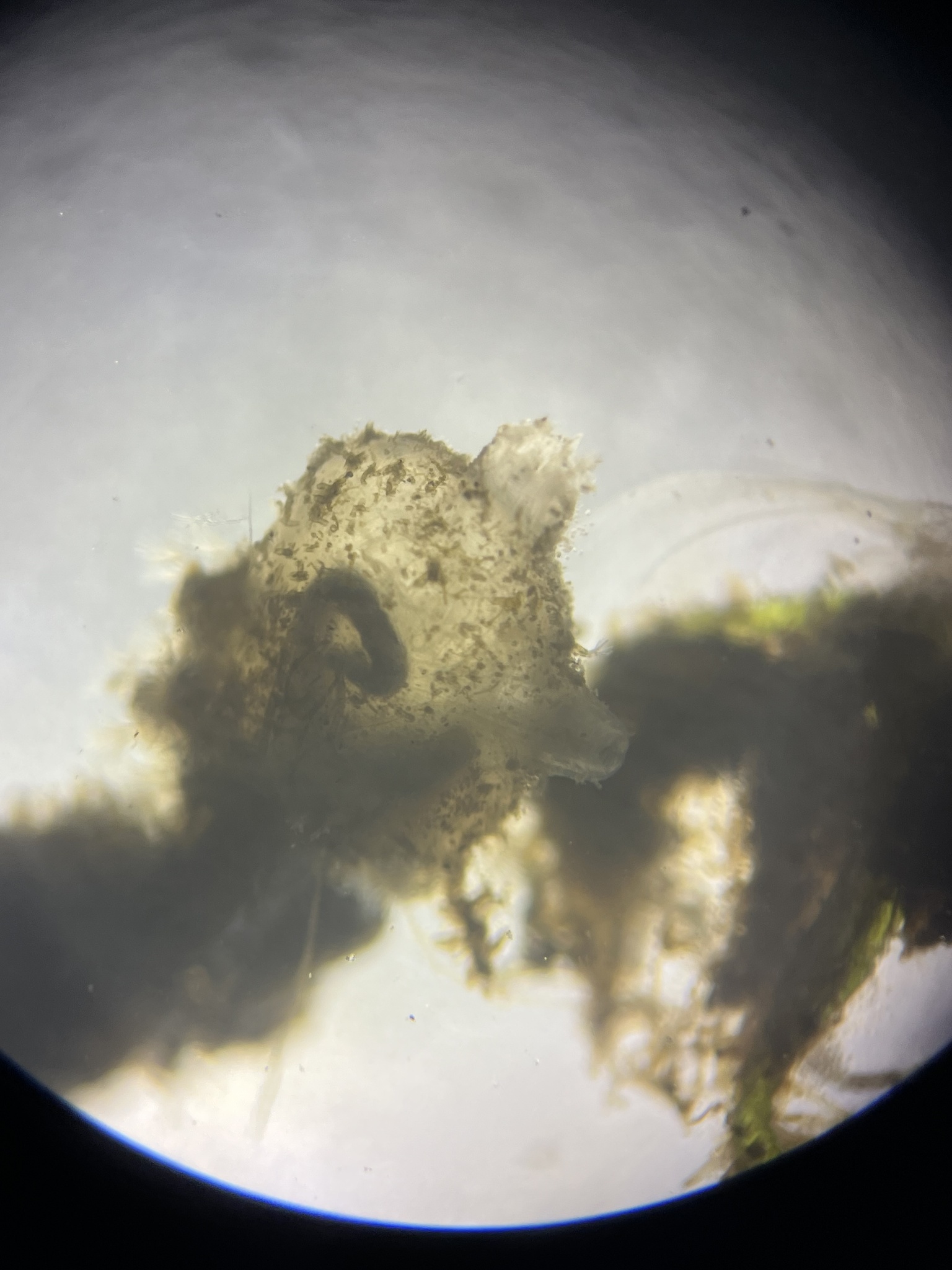 Molgula manhattensis (De Kay, 1843)
