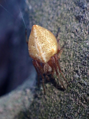Araneus tsurusakii