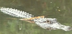 Alligator mississippiensis
