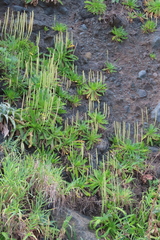 Plantago coronopus image
