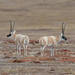 Antilope del Tibet - Photo (c) pfaucher, algunos derechos reservados (CC BY-NC), subido por pfaucher