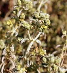 Mercurialis tomentosa