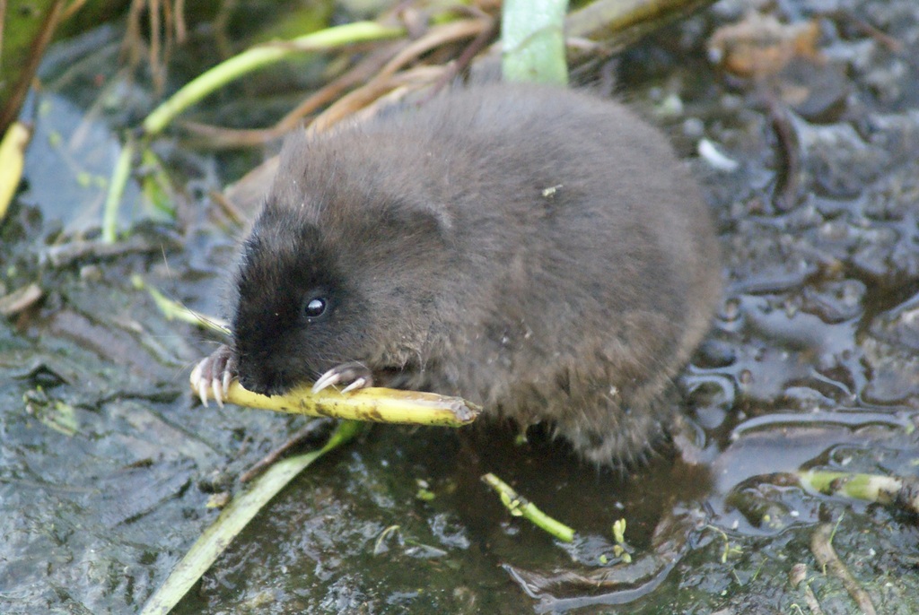 Round-tailed Muskrat from 12800 Hagen Ranch Rd, Boynton Beach, FL 33437 ...