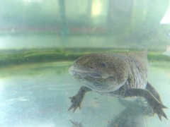 Ambystoma mexicanum