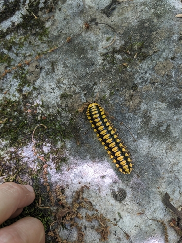 Colorful Cherry Millipede photo 4