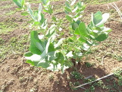 Calotropis procera image