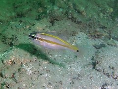 Ostorhinchus cavitensis