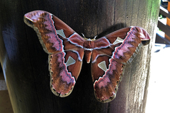 Rothschildia speculifer