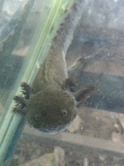 Ambystoma mexicanum
