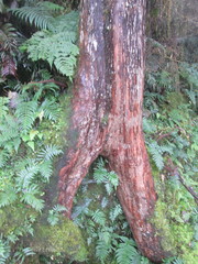 Chamaecyparis formosensis