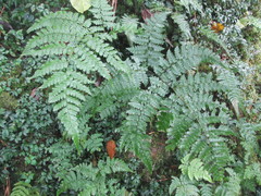 Diplazium laxifrons