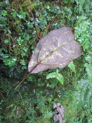 Sassafras randaiense