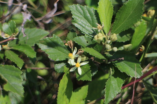 Grewia rhombifolia iNat (3)