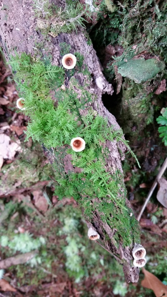 Nidula candida · November 2018 · photo: © epopov (iNaturalist, cc-by)