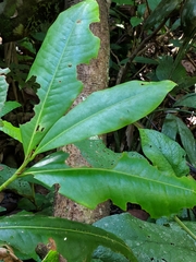 Erythroxylaceae
