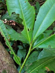 Erythroxylaceae