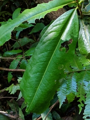 Erythroxylaceae