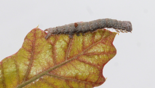 Herodias Underwing photo 5