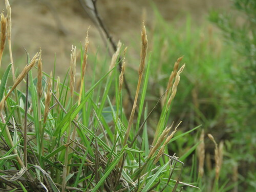 Zoysia matrella