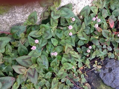 Persicaria capitata