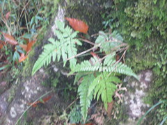 Dryopteris formosana