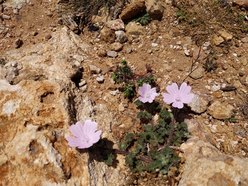 Image of Malva hispanica by (c) Elsa, some rights reserved (CC BY)