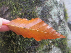 Fagus hayatae