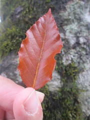 Fagus hayatae