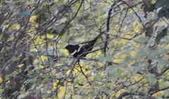 Turdus merula