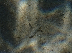 Pomatoschistus marmoratus