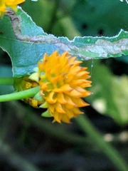 Tilesia baccata