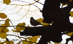 Fringilla coelebs