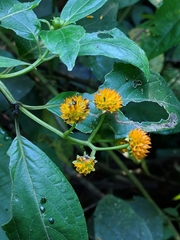 Tilesia baccata