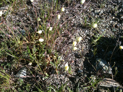 Platystemon californicus