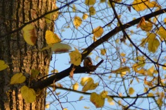 Sitta europaea